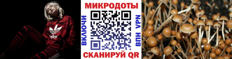Псилоцибиновые грибы Psilocybe  купить   Любань 